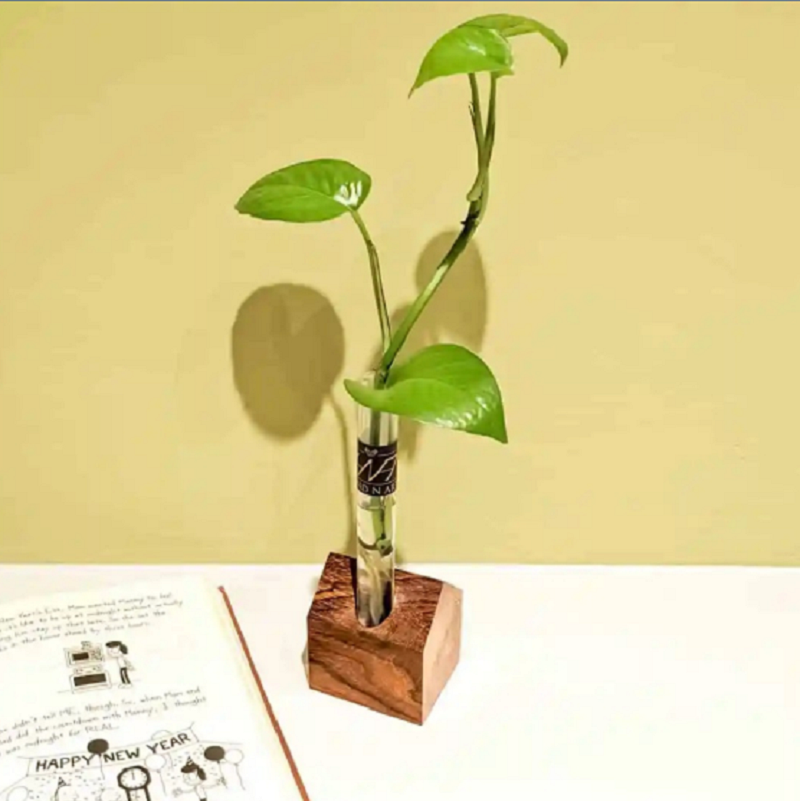 Hut Test Tube Planter Holder